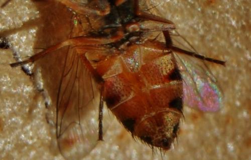 Réf. 334 764 : Apodacra sp.